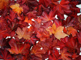 autumn background forest with maple trees and sunny beams