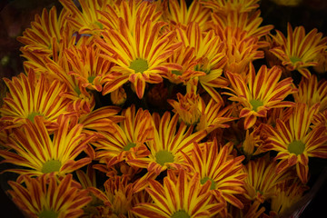 panel of yellow and red flowers