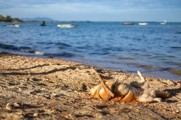 Fototapeta na wymiar the dog playing on the beach.