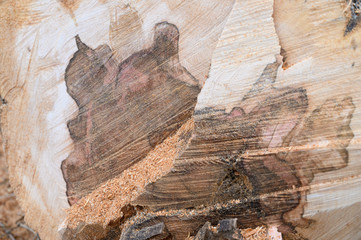 Holzmaserung im Detail