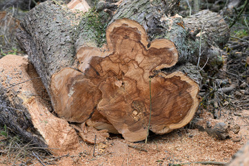 Gefällter Baumstamm