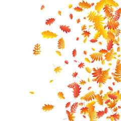 Oak, maple, wild ash rowan leaves vector, autumn foliage on white background.