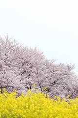 吉見　さくら堤公園の桜並木