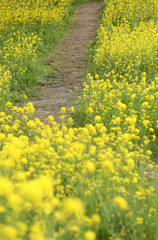 Obraz premium 荒川土手の菜の花