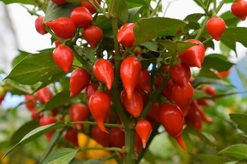 beautiful plant with many pouting pepper
