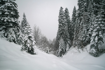 Obraz premium Snow-covered spruce trees in the Caucasus mountains, Sochi, Russia.