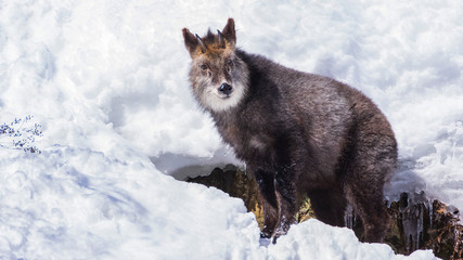 ニホンカモシカ　冬②