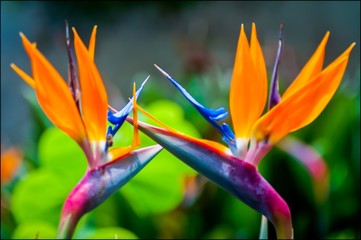 Selective focus shot of beautiful bird of paradise flowers with blurred background