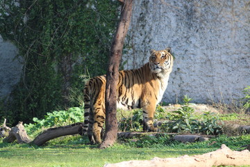 tiger in wild