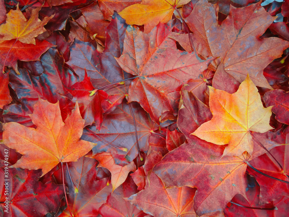 Canvas Prints autumn background forest with maple trees and sunny beams