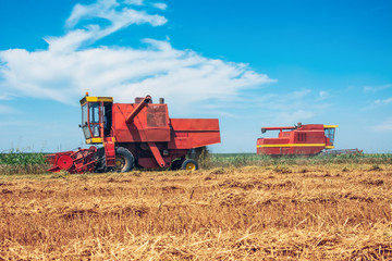 Fototapeta na wymiar Combine harvesting in a field of golden wheat.