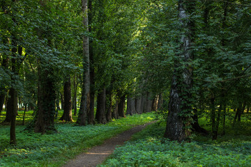 vivid morning park alley way beautiful scenery nature landscape with sun light ways between trees branches