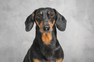 portrait adorable portrait of amazing and serious adult  dachshund black and tan against the gray wall