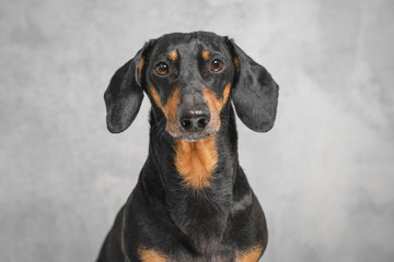 portrait adorable portrait of amazing and serious adult  dachshund black and tan against the gray...