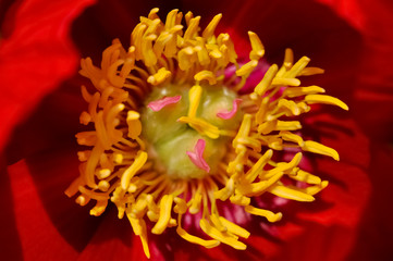 Pfingstrose Paeonia Garten Zierpflanze groß Staubblätter Fruchtknoten Stempel rot Blütenblätter...
