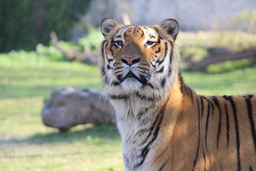 Fototapeta na wymiar tiger in zoo