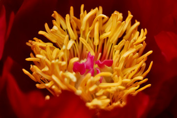 Pfingstrose Paeonia Garten Zierpflanze groß Staubblätter Fruchtknoten Stempel rot Blütenblätter...