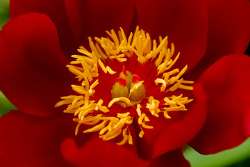 Pfingstrose Paeonia Garten Zierpflanze groß Staubblätter Fruchtknoten Stempel rot Blütenblätter...