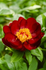 Obraz premium Pfingstrose Paeonia Garten Zierpflanze groß Staubblätter Fruchtknoten Stempel rot Blütenblätter Frühling Pfingsten Sommer Details Makro Nahaufnahme beliebt Züchtung Peony Deutschland