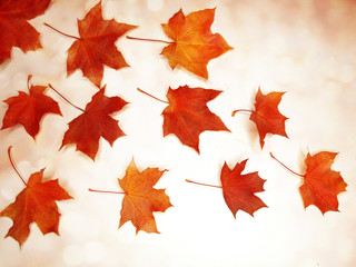 autumn background forest with maple trees and sunny beams