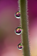 Water drops on a green twig of a plant. The drops reflect pink flowers of the Primrose Primula....