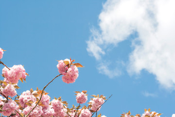 Prunus serrulata springtime cherry blossom