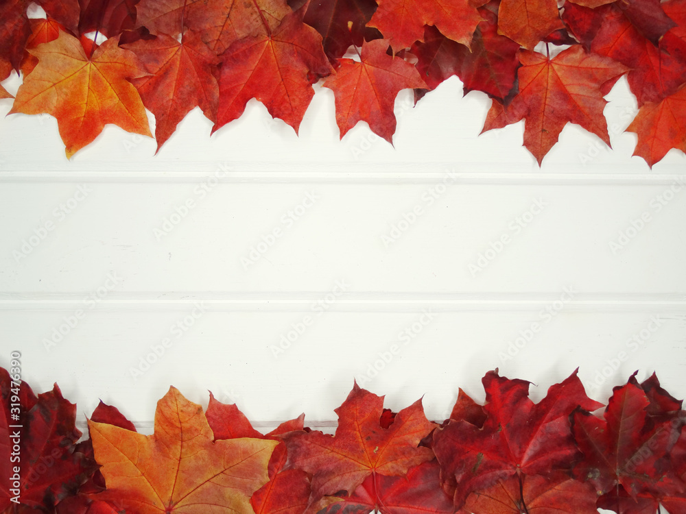 Canvas Prints autumn background forest with maple trees and sunny beams