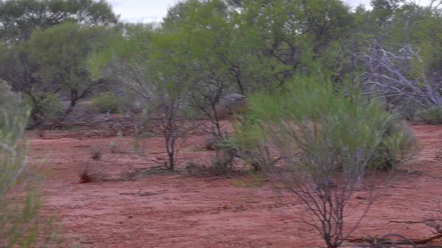 Wild Emu in Australia, the biggest bird after the Ostrich