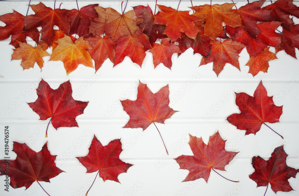 Wall mural autumn background forest with maple trees and sunny beams