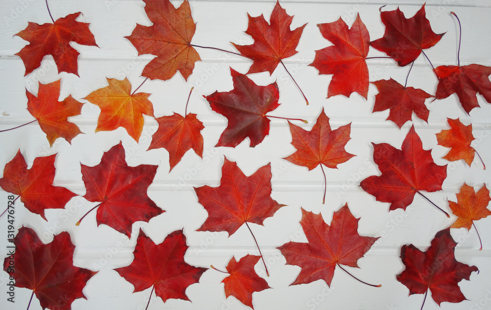 Canvas Prints autumn background forest with maple trees and sunny beams