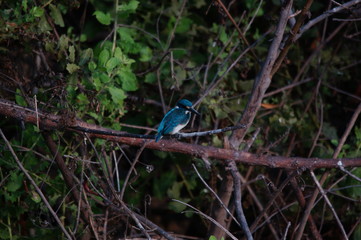 kingfisher on a branch