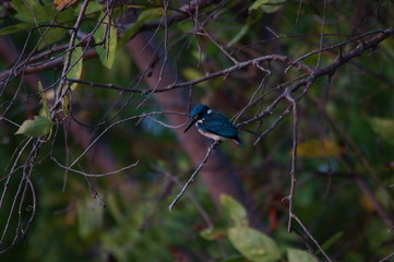 kingfisher on a branch