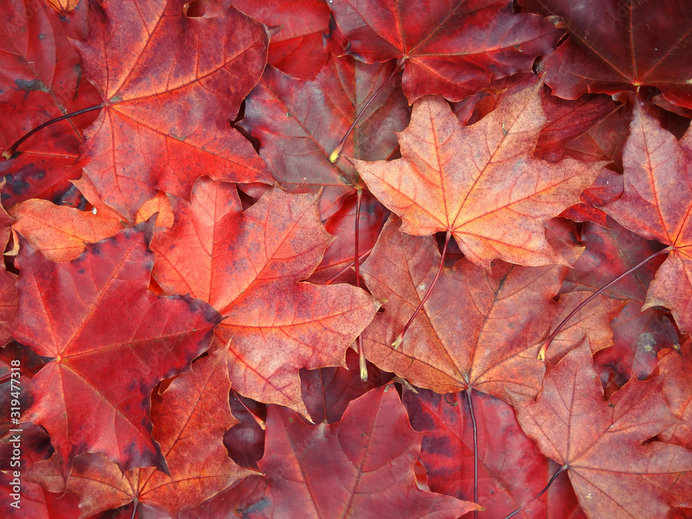 Wall mural autumn background forest with maple trees and sunny beams