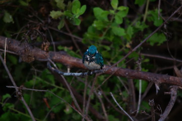 blue bird on a branch