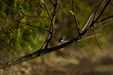 Cerulean kingfisher (Alcedo coerulescens) is a kingfisher in the subfamily Alcedininae which is found in parts of Indonesia. With an overall metallic blue impression.  This bird is in a branch.