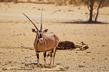 Gemsbok with curved horns near waterhole in desert