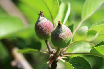 Young fruit apples after flowering in garden . Young apple buds primordium . Young apple at fruitlet stage . Fruit set