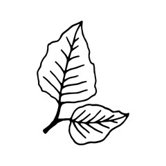Birch leaves design element. Сoncept nature, spring. Hand drawn vector illustration in doodle style outline drawing isolated on white background.