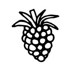 Obraz premium Raspberries design element. Сoncept nature, ecology. Hand drawn vector illustration in doodle style outline drawing isolated on white background.