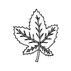 Maple leaf design element. Сoncept nature, ecology. Hand drawn vector illustration in doodle style outline drawing isolated on white background.