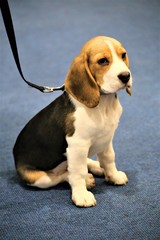 beagle on a white background