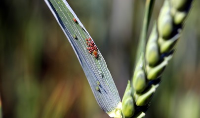Wheat leaf with colony of red and green aphids . Wheat disease