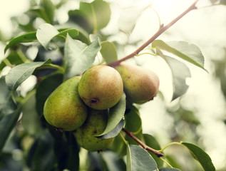 nature, botany, gardening and flora concept - close up of pear tree branch