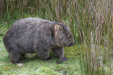 Tasmania, wombat - obrazy, fototapety, plakaty