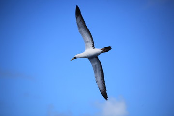 gull