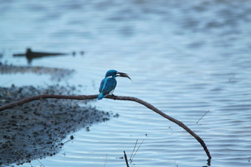 kingfisher on a branch