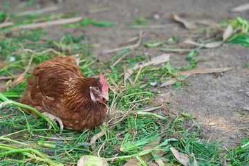 Hen laying egg in the farm