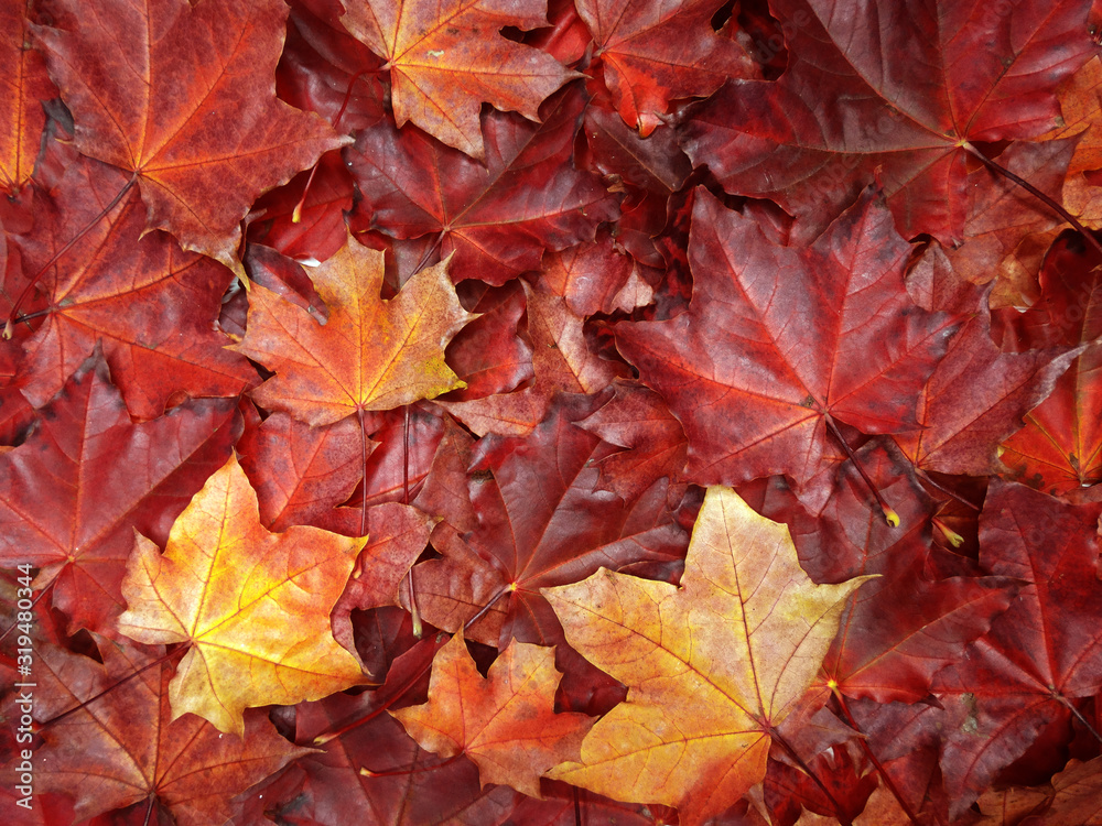 Wall mural autumn background forest with maple trees and sunny beams