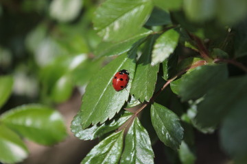 A ladybug is sitting on a young rose leaf.
