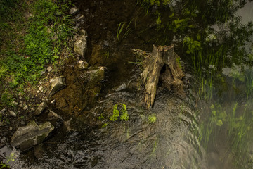 picturesque waterfront wild forest edge coast line scenic view with river stream and stump from above
